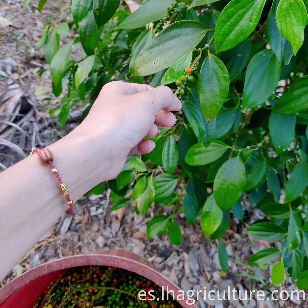 White Pepper Picking